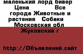 маленький лорд бивер › Цена ­ 10 000 - Все города Животные и растения » Собаки   . Московская обл.,Жуковский г.